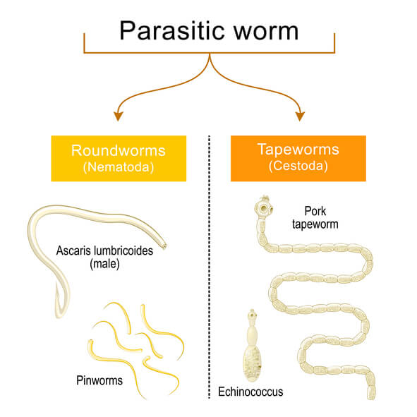 graphic explaining the different types of parasitic worms that can infest humans