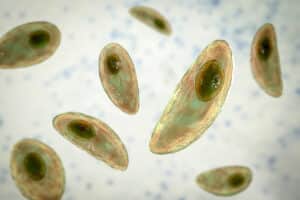 Toxoplasma Gondii Blood Parasite Test: Results and Implications