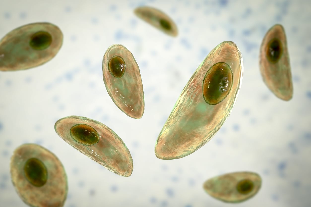 Toxoplasma Gondii Blood Parasite Test: Results and Implications